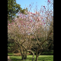 Magnolia Campbellii (00)